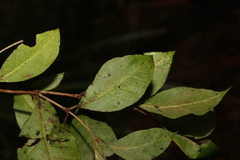 Backhousia leptopetala
