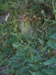 Caucasalia parviflora