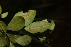 Backhousia leptopetala