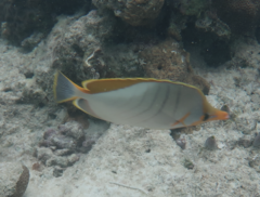 Chaetodon xanthocephalus