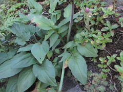 Valeriana cardamines