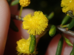 Acacia spathulifolia