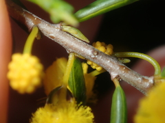 Acacia spathulifolia