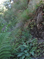 Valeriana cardamines