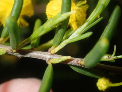 Acacia spathulifolia