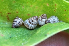 Cochlicella barbara