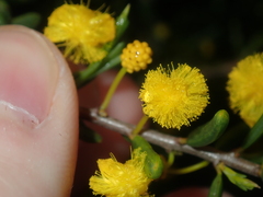 Acacia spathulifolia