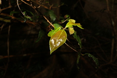 Backhousia leptopetala