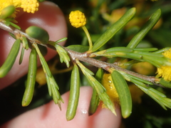 Acacia spathulifolia