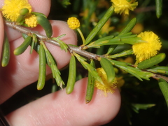 Acacia spathulifolia