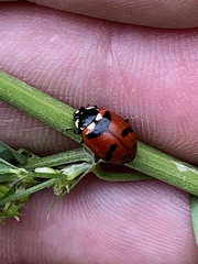 Hippodamia quinquesignata