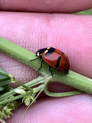 Hippodamia quinquesignata