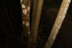 Backhousia leptopetala