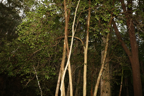 Image of Backhousia leptopetala by (c) Greg Tasney, some rights reserved (CC BY-SA)