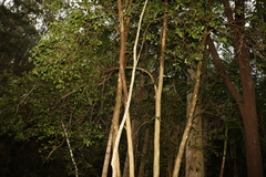 Backhousia leptopetala