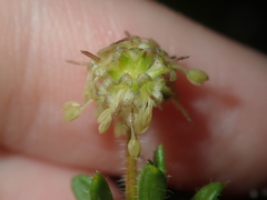 Opercularia spermacocea