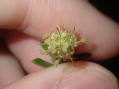 Opercularia spermacocea