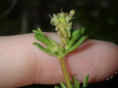 Opercularia spermacocea