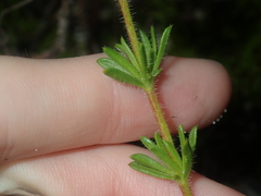 Opercularia spermacocea