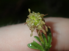 Opercularia spermacocea