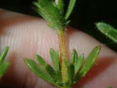 Opercularia spermacocea