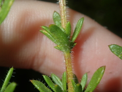 Opercularia spermacocea