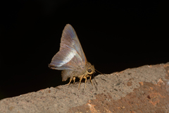 Hasora taminatus