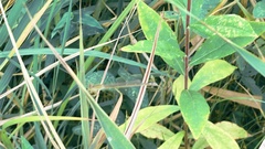 Ischnura asiatica