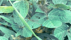 Ischnura senegalensis