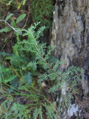 Artemisia chamaemelifolia