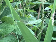 Ischnura senegalensis