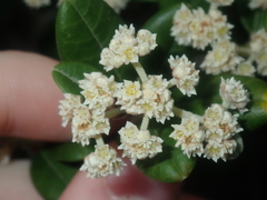 Spyridium globulosum