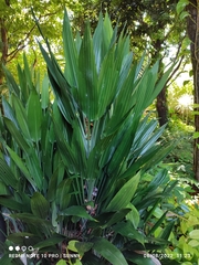 Dracaena aubryana
