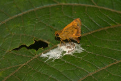 Oriens goloides