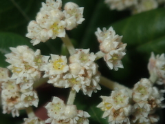Spyridium globulosum