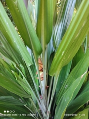 Dracaena aubryana