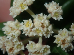 Spyridium globulosum