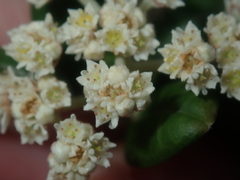 Spyridium globulosum