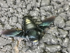 Sataspes