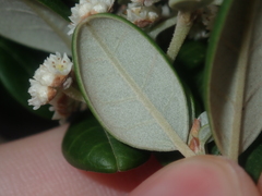 Spyridium globulosum