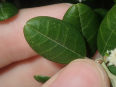 Spyridium globulosum