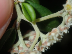 Spyridium globulosum