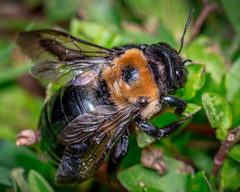Xylocopa virginica