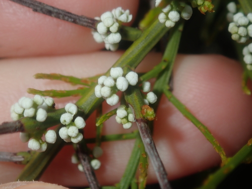Image of Sparse-Flowered Currant Bush (Leptomeria pauciflora) by (c) Thomas Mesaglio, some rights reserved (CC BY)