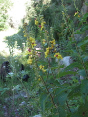 Verbascum pyramidatum