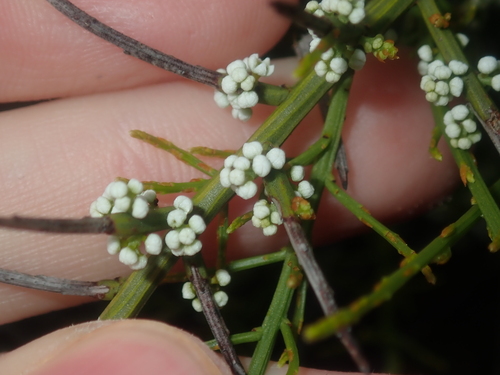 Image of Sparse-Flowered Currant Bush (Leptomeria pauciflora) by (c) Thomas Mesaglio, some rights reserved (CC BY)