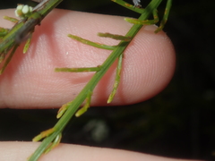 Leptomeria pauciflora