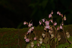 Begonia crenata