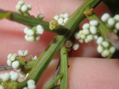 Leptomeria pauciflora
