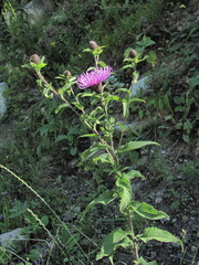 Centaurea phrygia salicifolia
